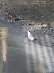 Thalasseus sandvicensis