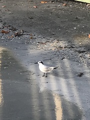 Thalasseus sandvicensis