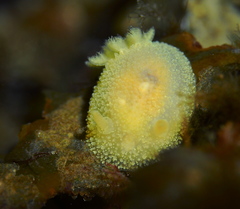 Acanthodoris pilosa