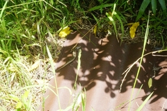 Oligosoma polychroma