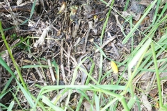 Oligosoma polychroma