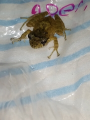 Craugastor decoratus