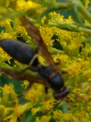 Polistes parametricus