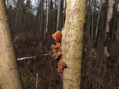 Phaeotremella frondosa
