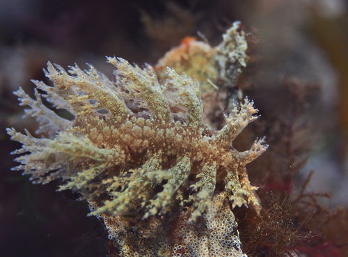 Bushy-backed Nudibranch