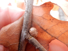 Kermesidae