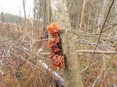 Phaeotremella frondosa