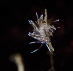 Rubramoena rubescens