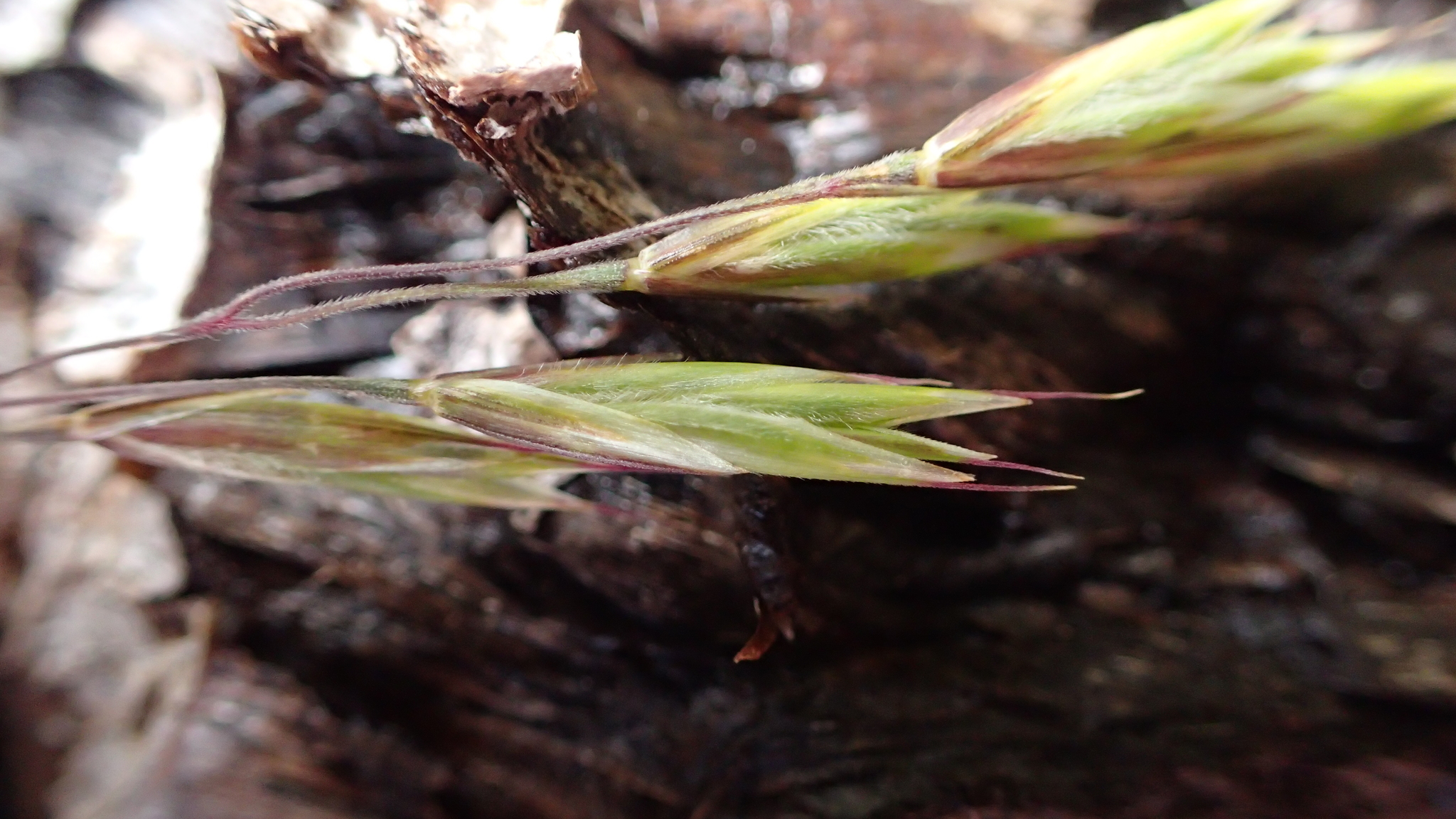 Bromus modestus