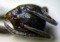 Tapinoma erraticum