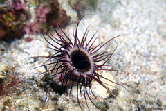 Cerianthus membranaceus