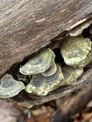 Trametes versicolor image