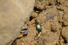 Agonum extensicolle