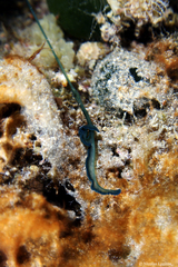 Bonellia viridis