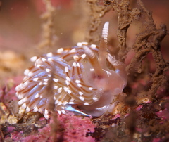 Facelina auriculata