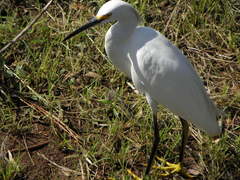 Egretta thula