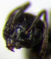 Tapinoma erraticum