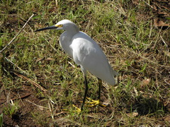 Egretta thula