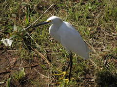 Egretta thula