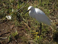 Egretta thula