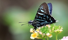 Phocides urania urania