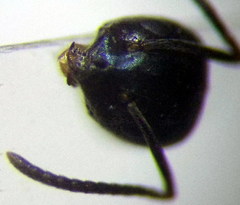 Tapinoma erraticum