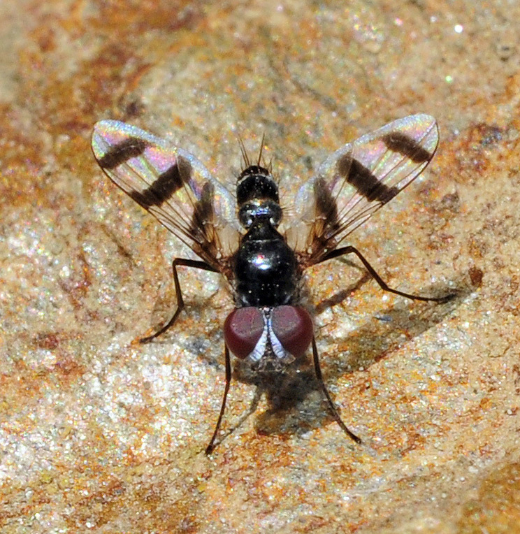 Plesina phalerata