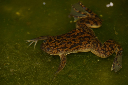 African Clawed Frog