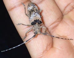 Monochamus adamitus