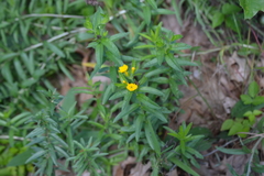 Lithospermum caroliniense