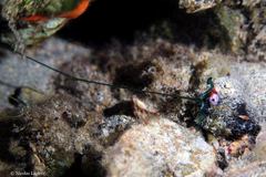 Bonellia viridis