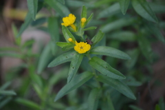 Lithospermum caroliniense