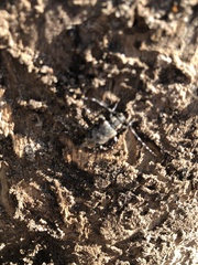 Graphisurus triangulifer