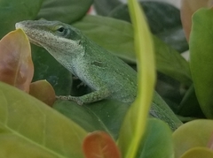Anolis carolinensis