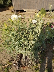 Argemone hunnemannii