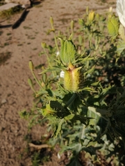 Argemone hunnemannii