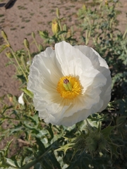 Argemone hunnemannii