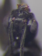 Tapinoma erraticum
