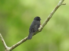 Sporophila angolensis