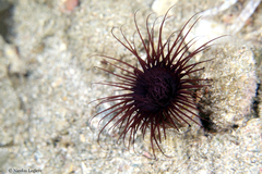 Cerianthus membranaceus