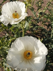 Argemone hunnemannii