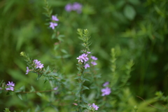 Lythrum alatum