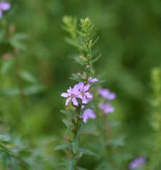 Lythrum alatum