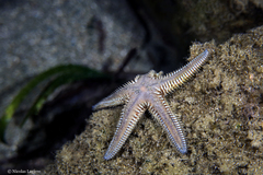 Astropecten platyacanthus