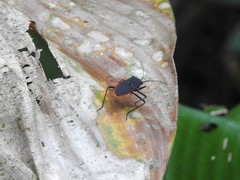 Leptoscelis flaviventris