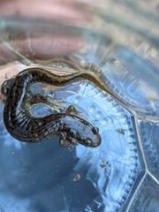 Desmognathus planiceps