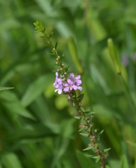 Lythrum alatum