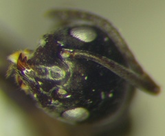Tapinoma erraticum