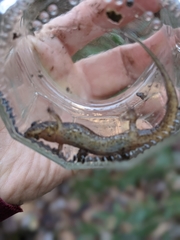 Desmognathus planiceps