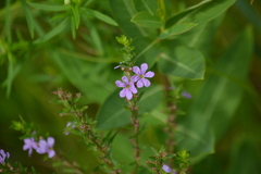 Lythrum alatum